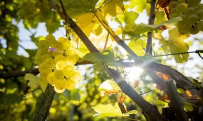 Variétés de vigne avec résilience climatique pour la protection du rendement